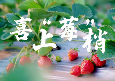 中国电信的信息技术正成为草莓种植户拓展销售、传播口碑的新农具_400.jpg